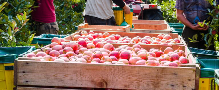 tracciabilità e rintracciabilità alimenti