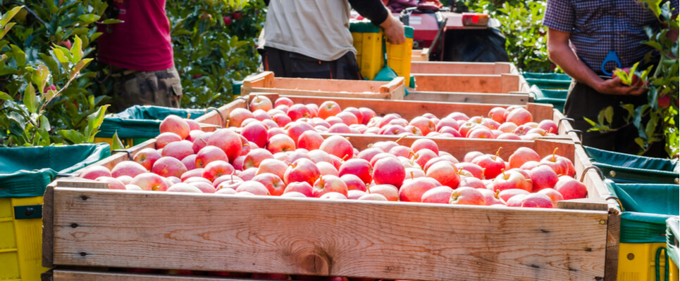 tracciabilità e rintracciabilità alimenti